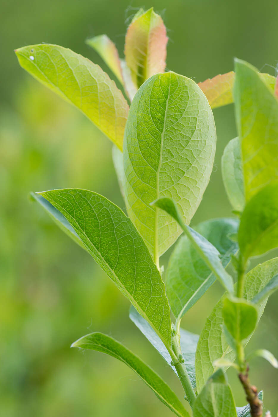 Salix starkeana Willd. resmi