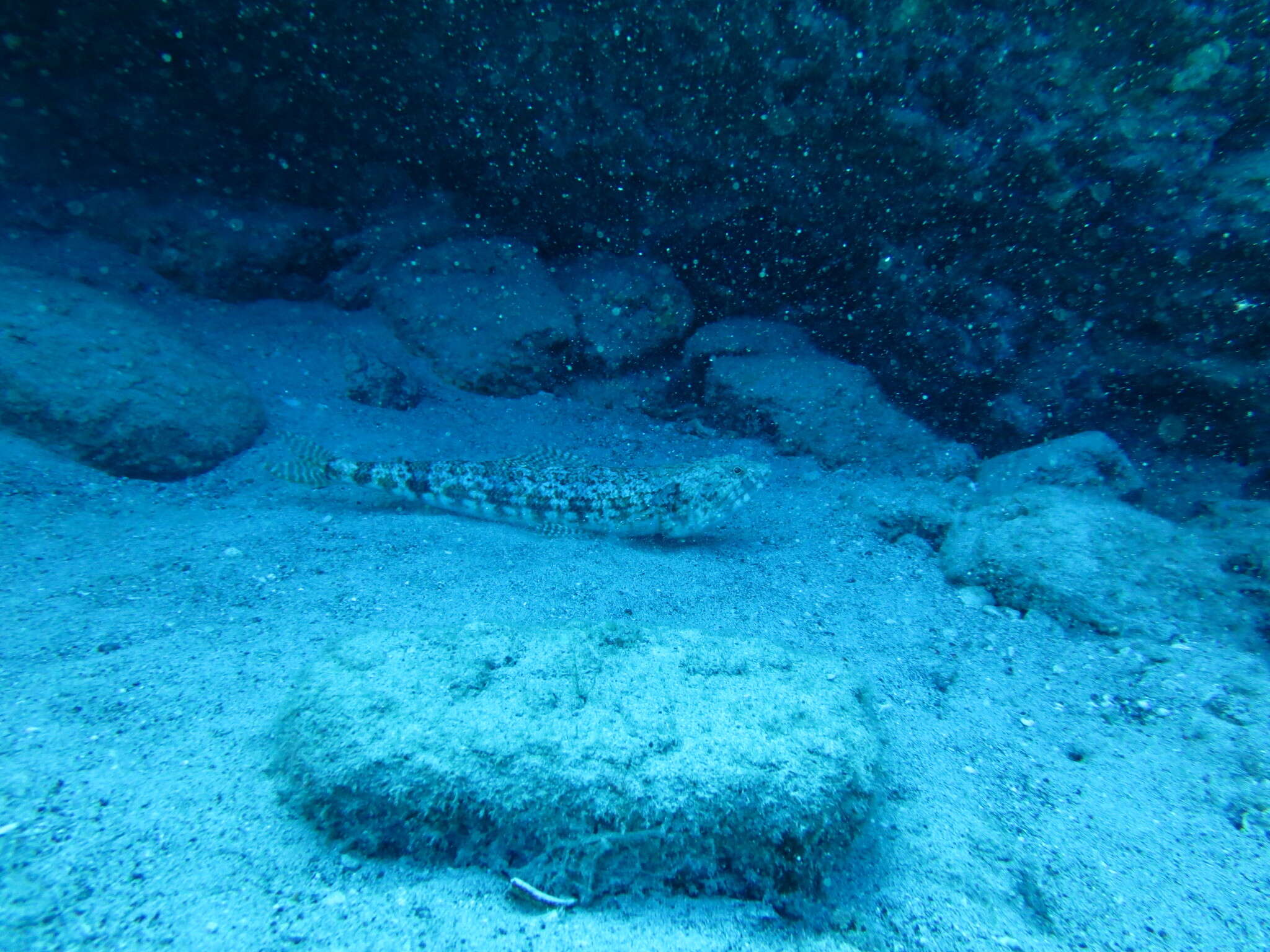 Image of Red lizard fish