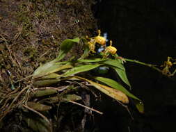 Image of winged-lady orchid