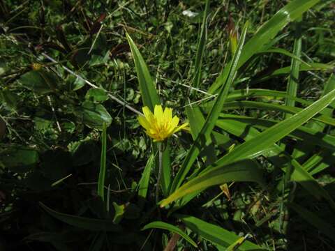 Microseris scapigera (Cunn.) Sch. Bip. resmi