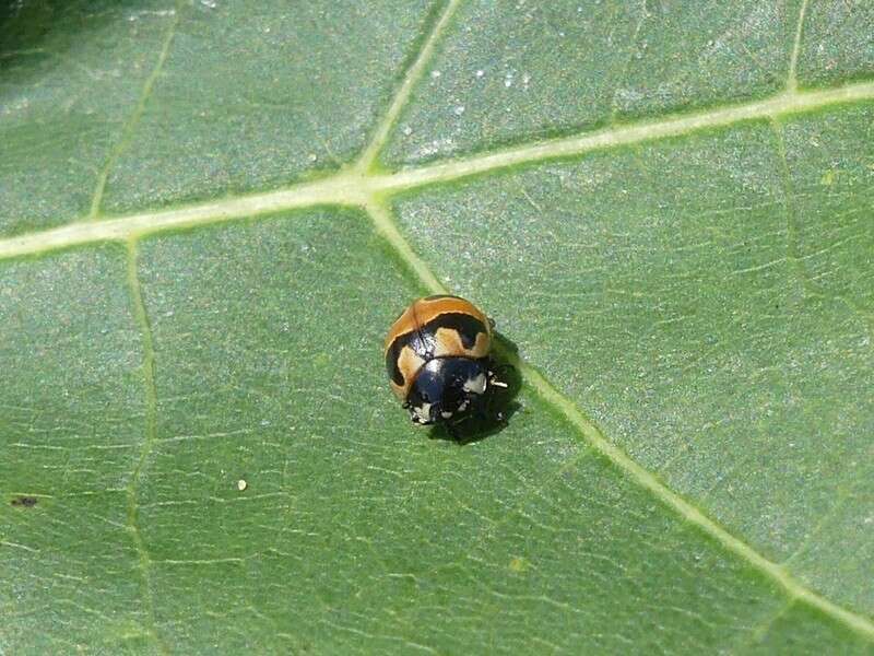 Image of Coccinella hieroglyphica kirbyi Crotch 1874