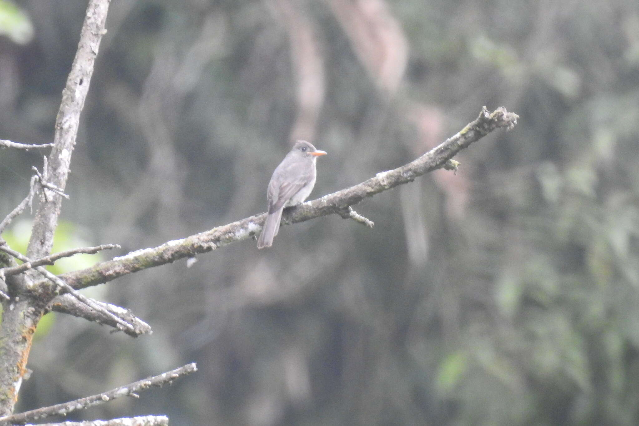 Image of Dark Pewee