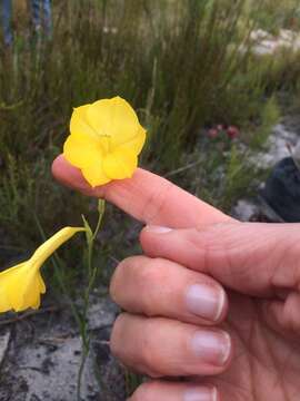 Image of Watsonia humilis Mill.