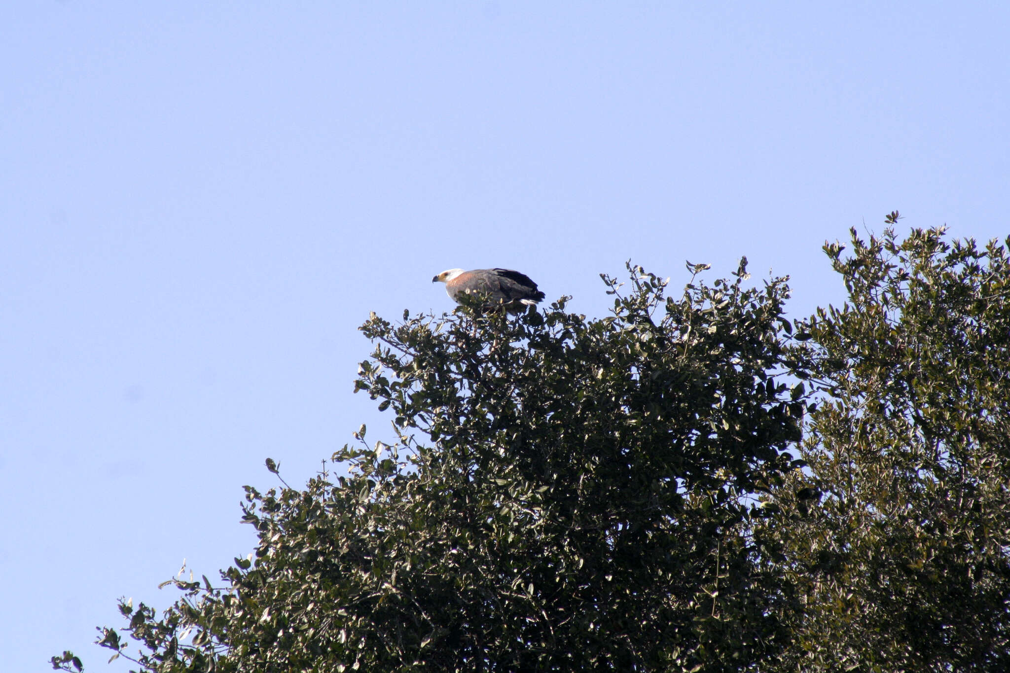 Image of African Fish Eagle