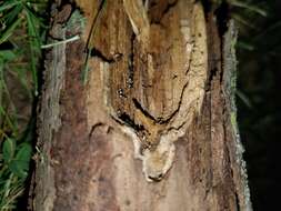 Image of Pleurotus cystidiosus O. K. Mill. 1969