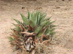 Image of Agave durangensis Gentry