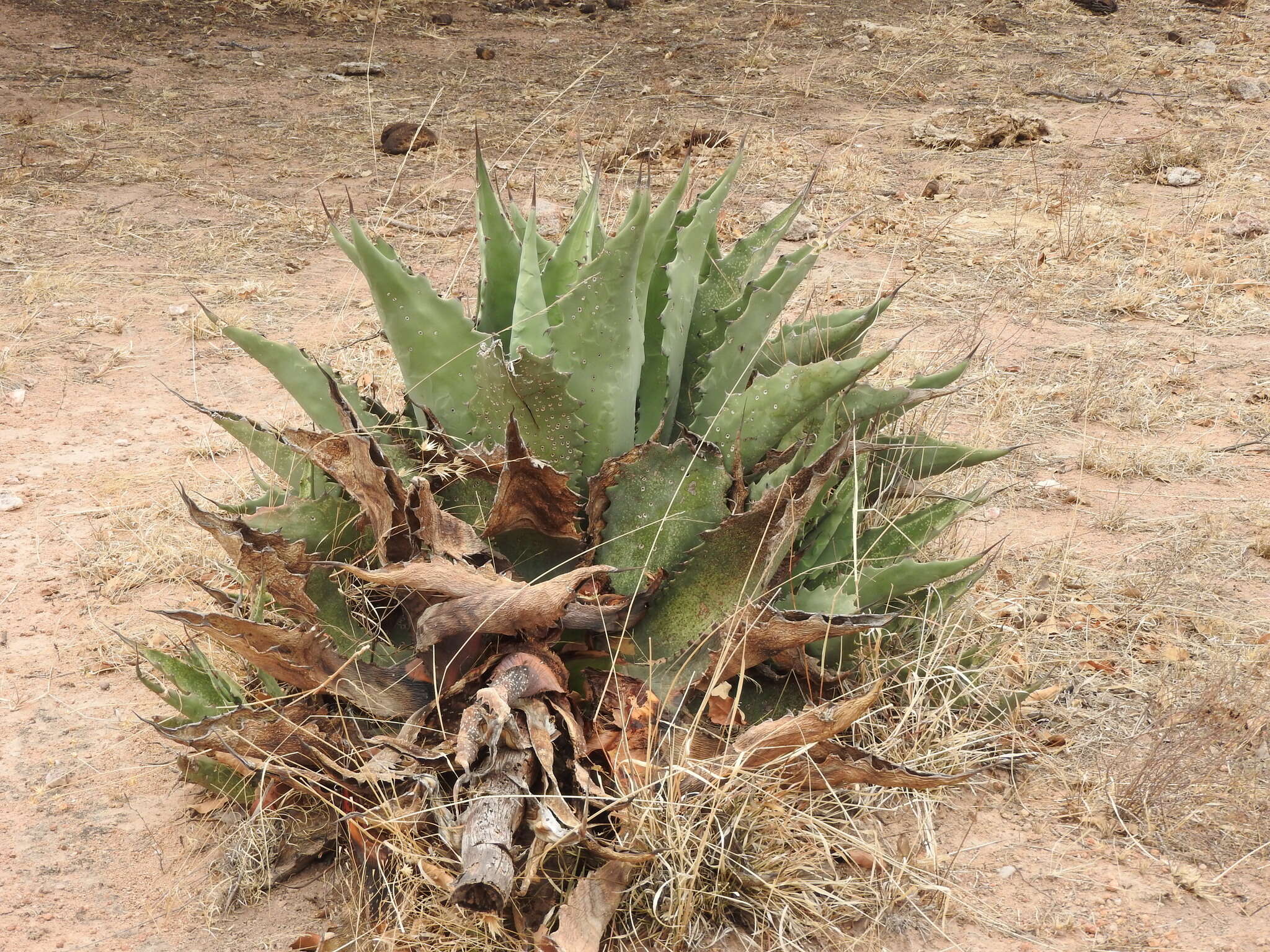 Image of Agave durangensis Gentry