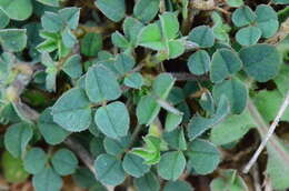 Слика од Trifolium scabrum L.
