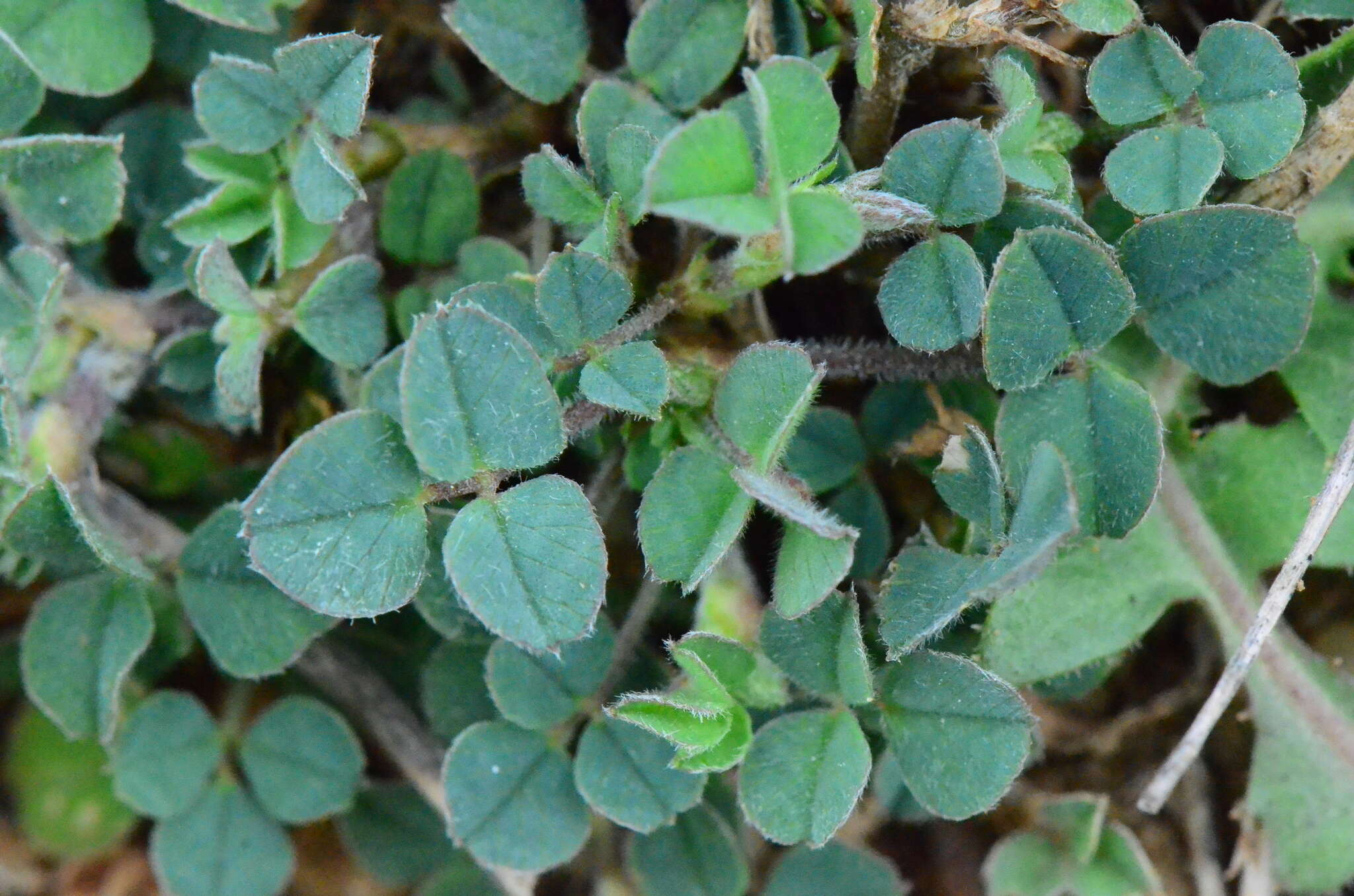 Plancia ëd Trifolium scabrum L.