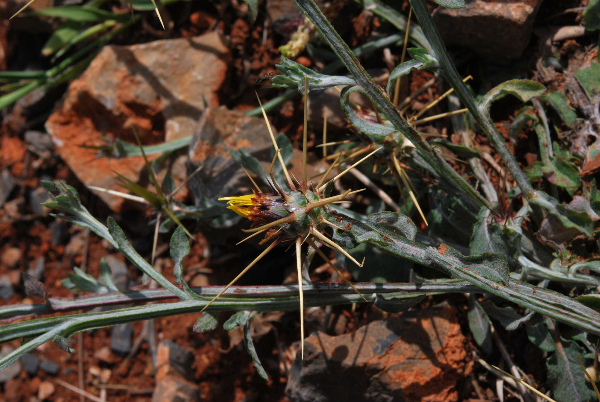 Image of Centaurea idaea Boiss. & Heldr.