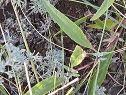 Image of Caryopteris mongholica Bunge