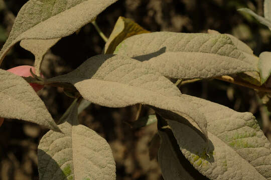 Image of Buddleja americana L.