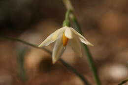 Слика од Acis nicaeensis (Ardoino) Lledó, A. P. Davis & M. B. Crespo