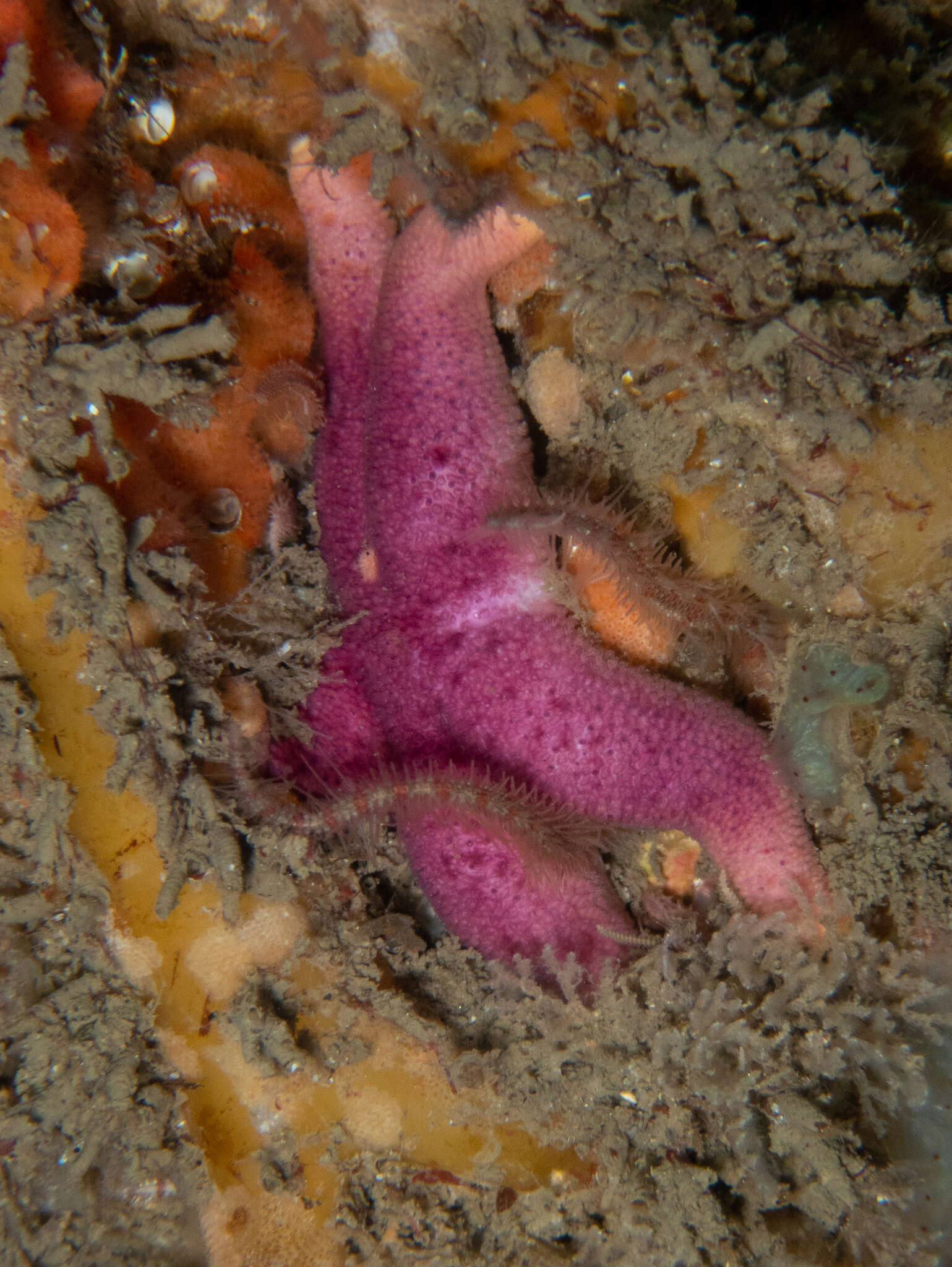 Image of Bloody Henry starfish