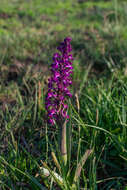 Anacamptis laxiflora (Lam.) R. M. Bateman, Pridgeon & M. W. Chase的圖片