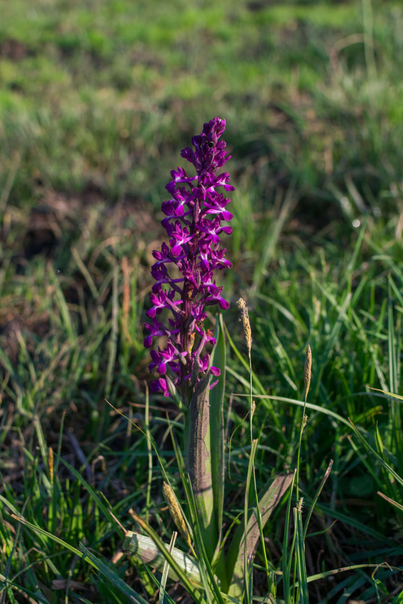 Anacamptis laxiflora (Lam.) R. M. Bateman, Pridgeon & M. W. Chase的圖片