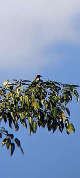 Image of Puerto Rican Oriole