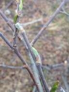 Salix myrsinifolia Salisb.的圖片