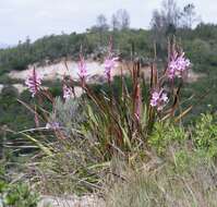 Image of Watsonia knysnana L. Bolus