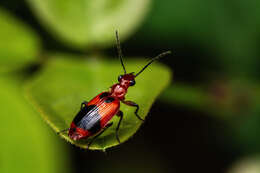 Image of Lebia (Lebia) histrionica Bates 1883