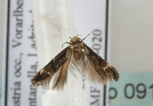 Image of <i>Mompha lacteella</i> Stephens