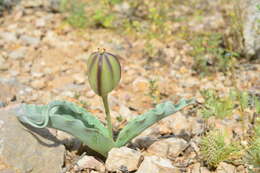 Слика од Tulipa alberti Regel