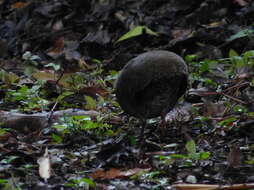 Image of Slaty-breasted Tinamou