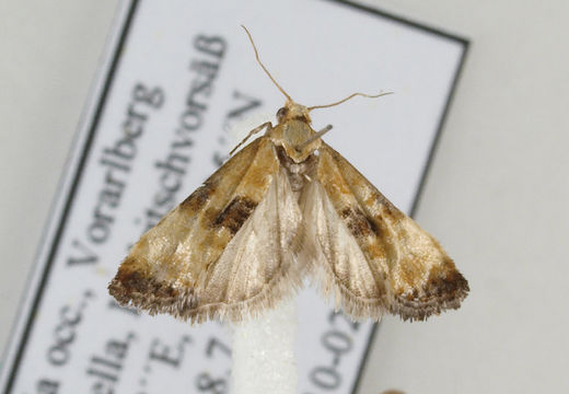 Image of <i>Eupoecilia angustana</i> Hübner 1796
