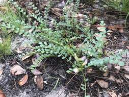 Sivun Astragalus obcordatus Ell. kuva