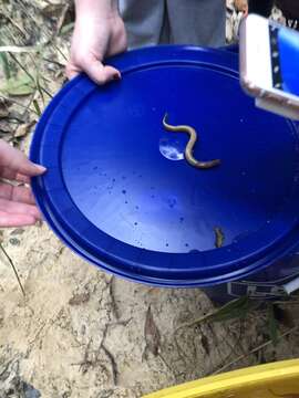 Image of Southern brook lamprey