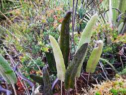 Sivun Elaphoglossum engelii (H. Karst.) H. Christ kuva