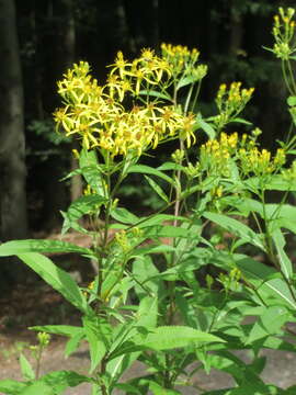 Imagem de Senecio ovatus (P. Gaertn., Mey & Schreb.) Willd.