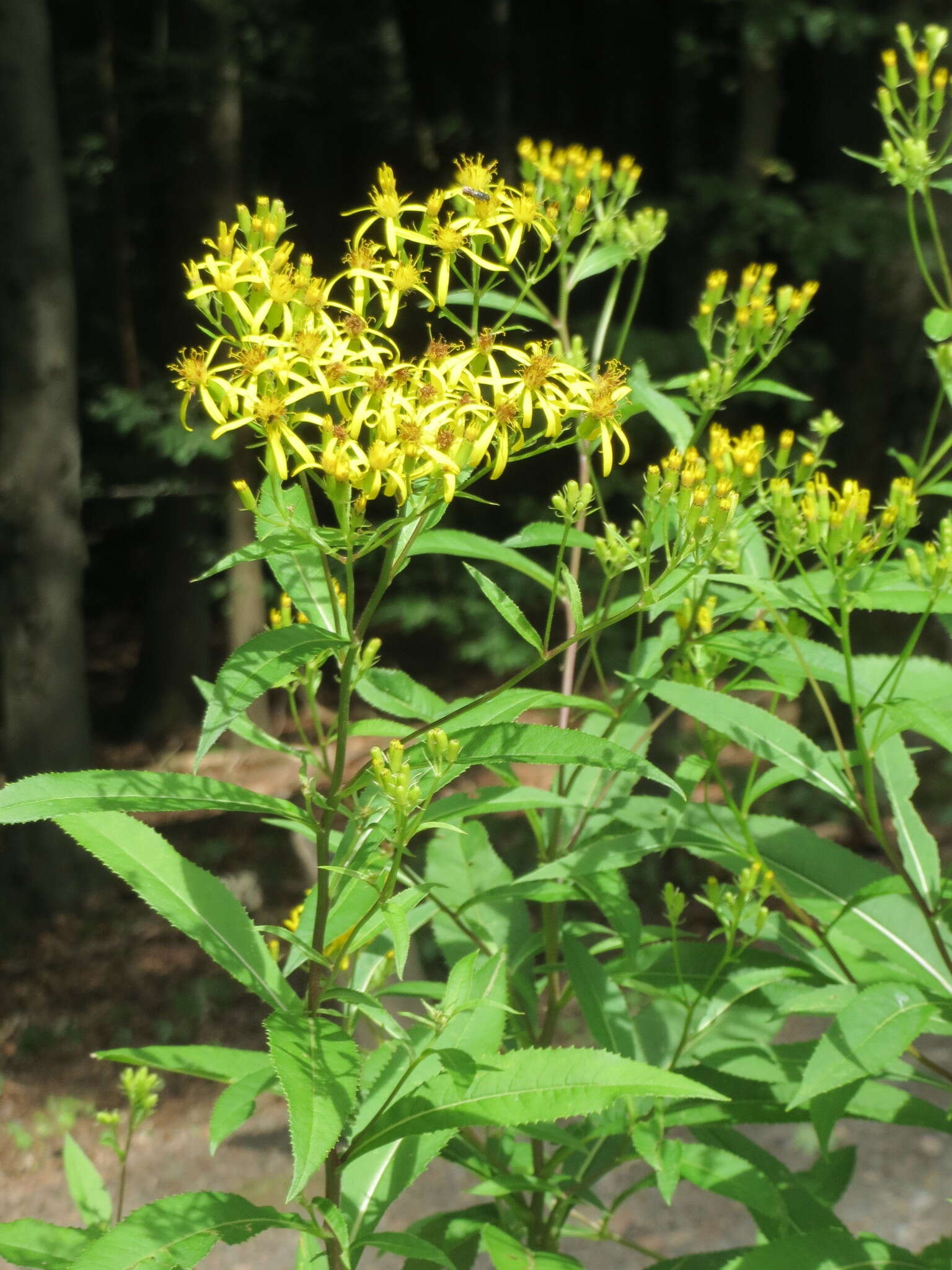 Image of wood ragwort