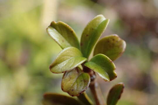 Image of Coprosma crenulata W. R. B. Oliv.