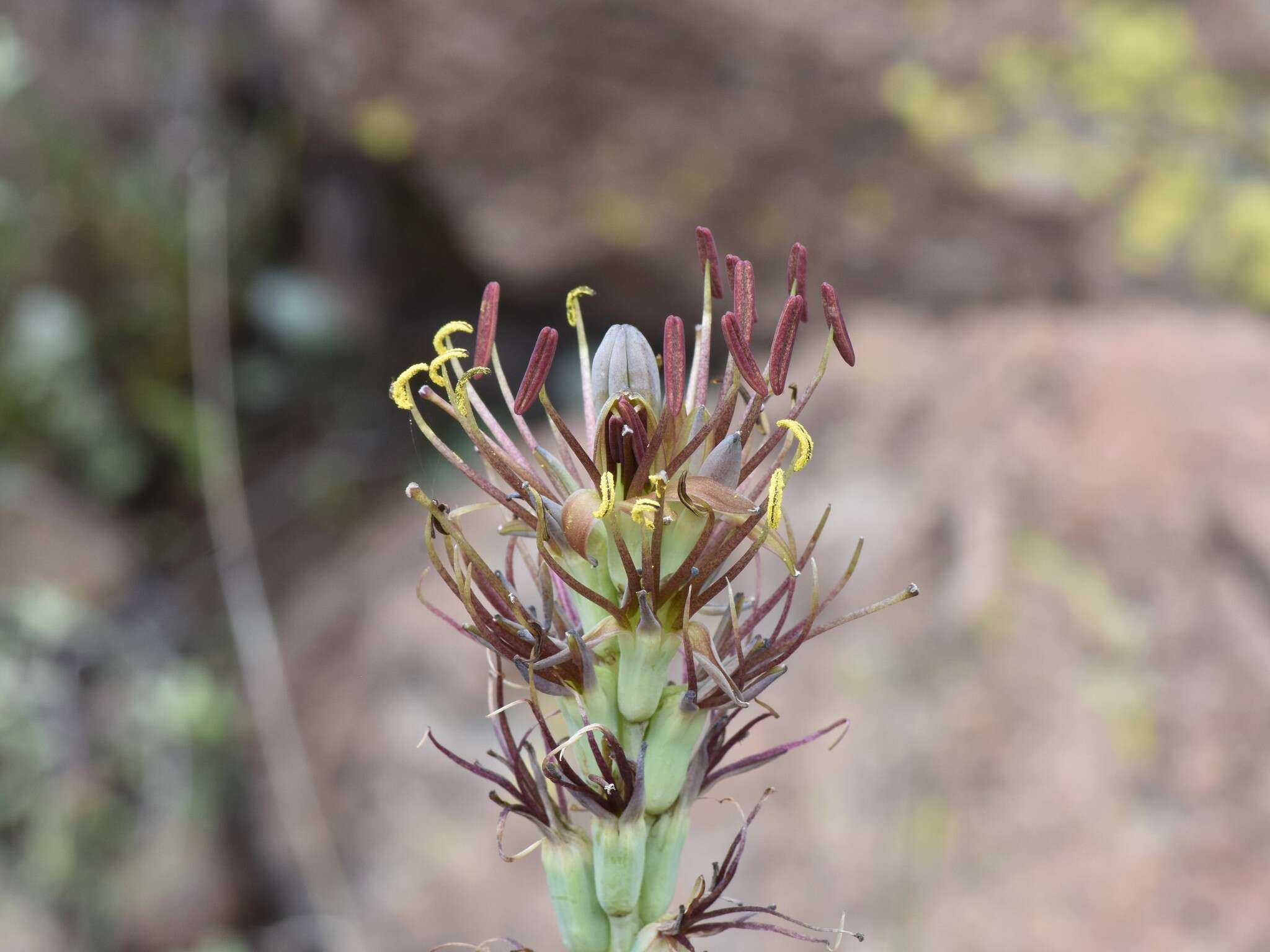 Image de Agave guttata Jacobi & C. D. Bouché