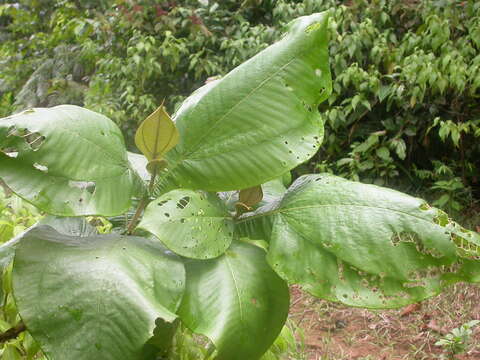 Miconia tomentosa (Rich.) D. Don的圖片