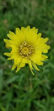 Image of Carolina desert-chicory