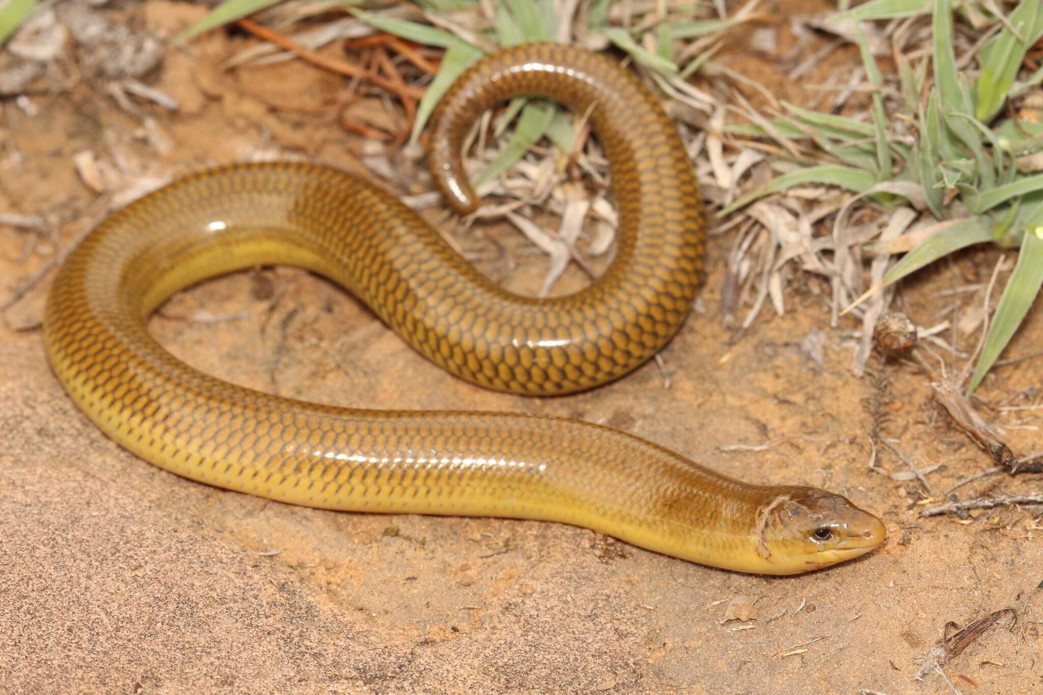 Image of Slendertail Lance Skink