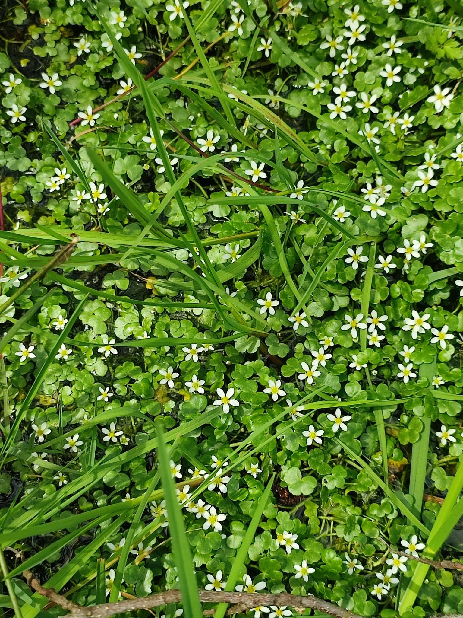 Ranunculus omiophyllus Ten.的圖片