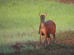 Image of South American Red Brocket