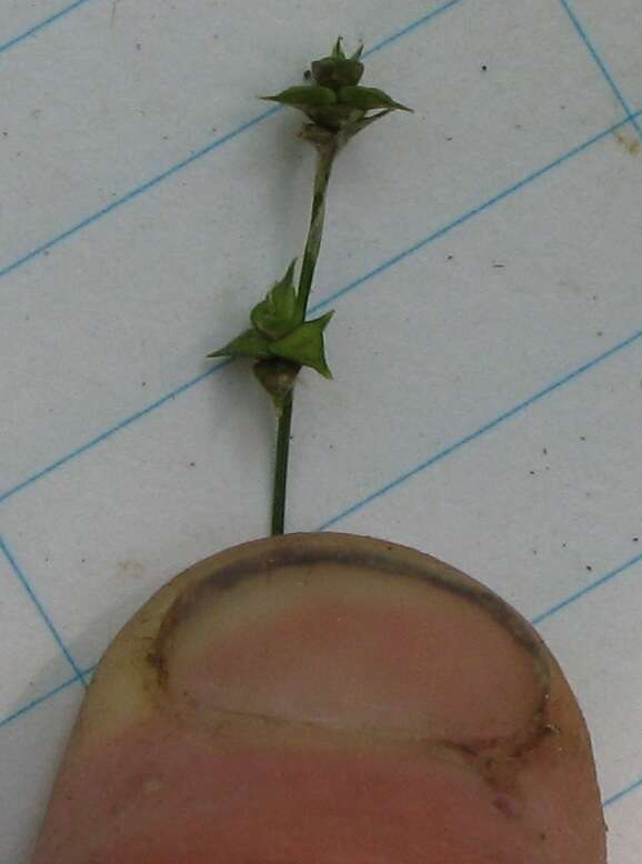 Image of prickly bog sedge