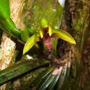 Image of Maxillaria aciantha Rchb. fil.