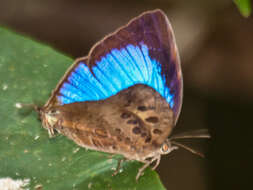 Image de Arhopala anthelus (Westwood (1852))