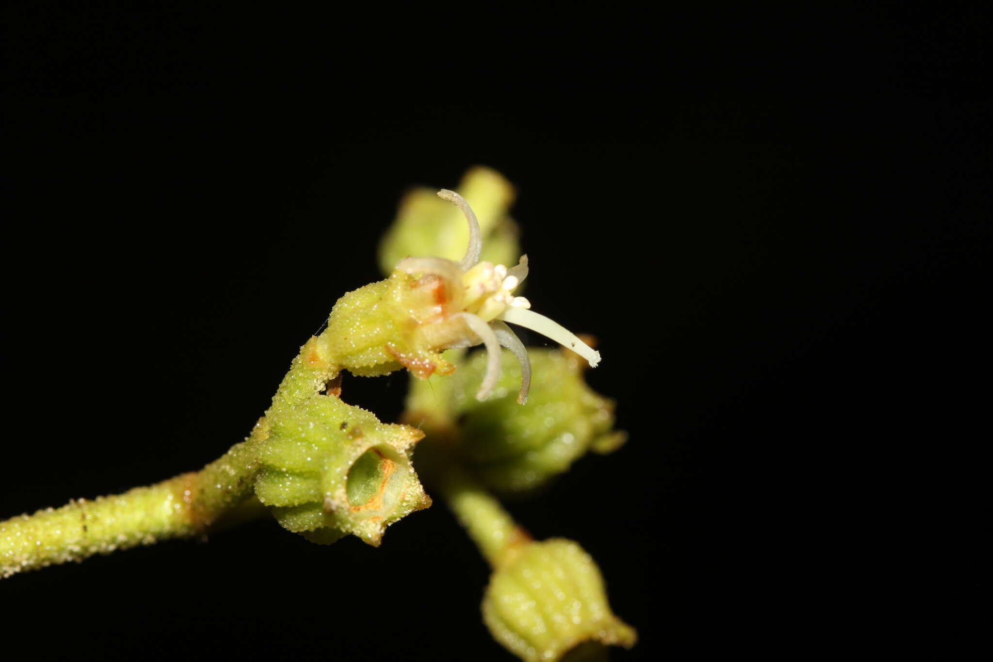 Image de Miconia albertobrenesii Gamba & Almeda