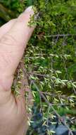 Image of Coprosma microcarpa Hook. fil.