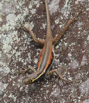 Imagem de Tropidurus melanopleurus Boulenger 1902