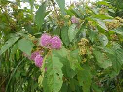 Image of Callicarpa pedunculata R. Br.