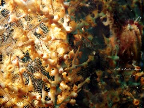 Image of Hydrozoanthus gracilis (Lwowsky 1913)