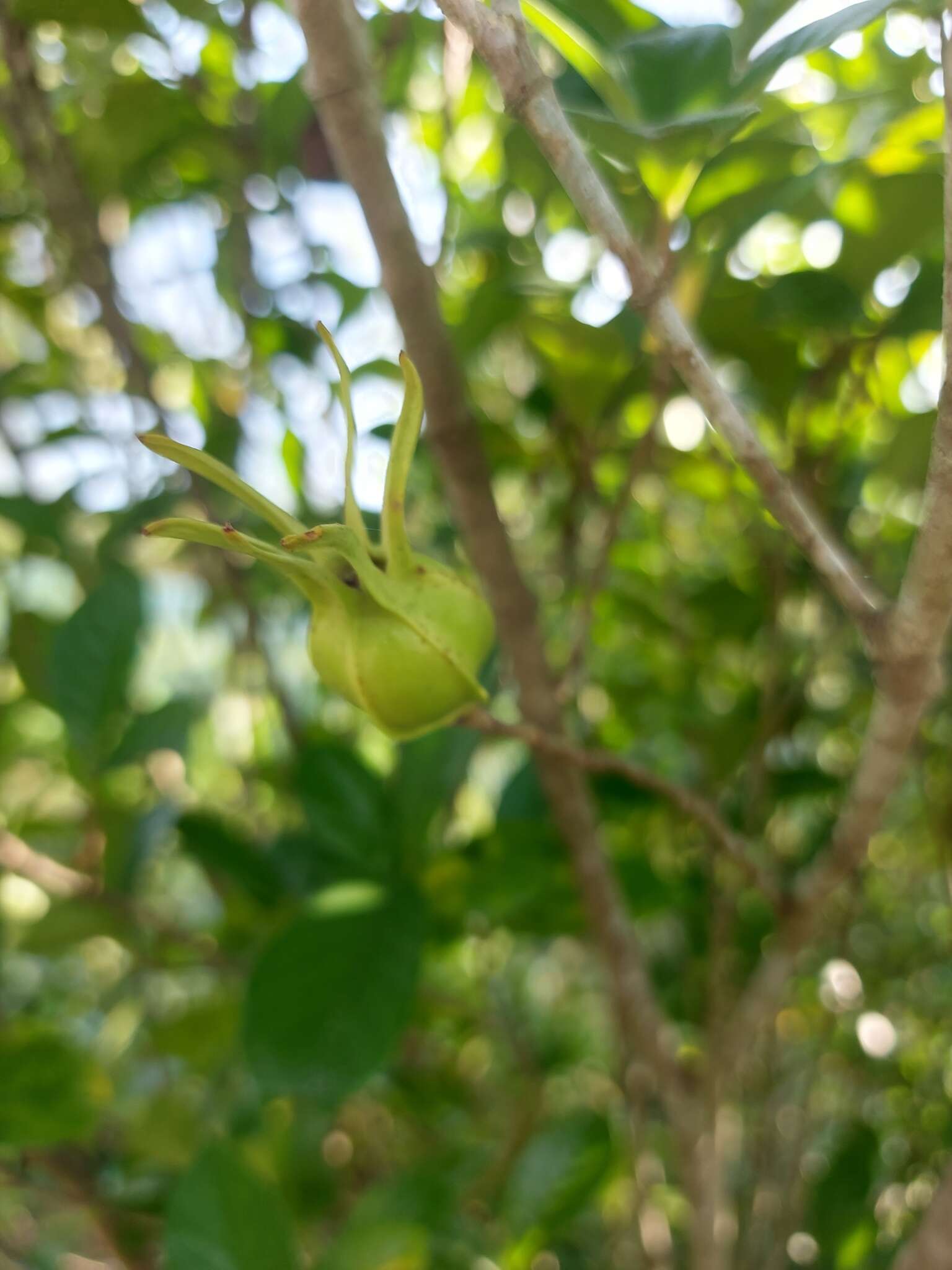 Image of Gardenia jasminoides var. fortuneana (Lindl.) H. Hara