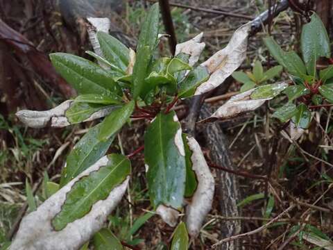 Daphniphyllum teijsmannii Zoll. ex Kurz resmi